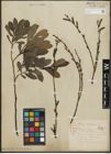 Foto von Salix purpurea L.